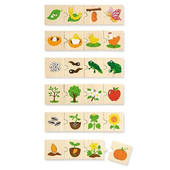 Viga Stages of Plant and Animal Development
