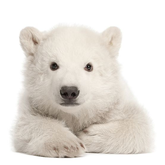 Wall decoration DEKORNIK - icy teddy bear