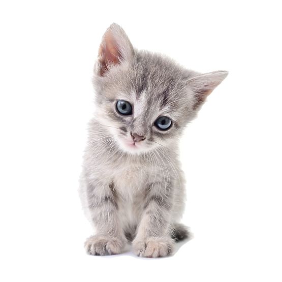 Wall sticker - Kitten