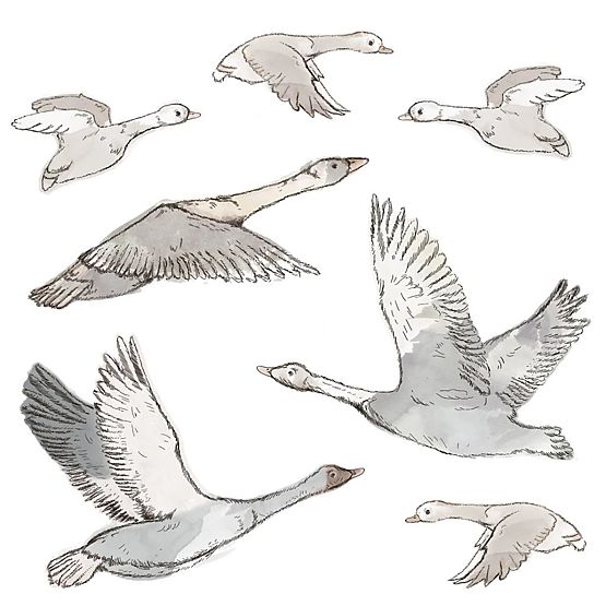 Wall Stickers - Flock of Flying Geese